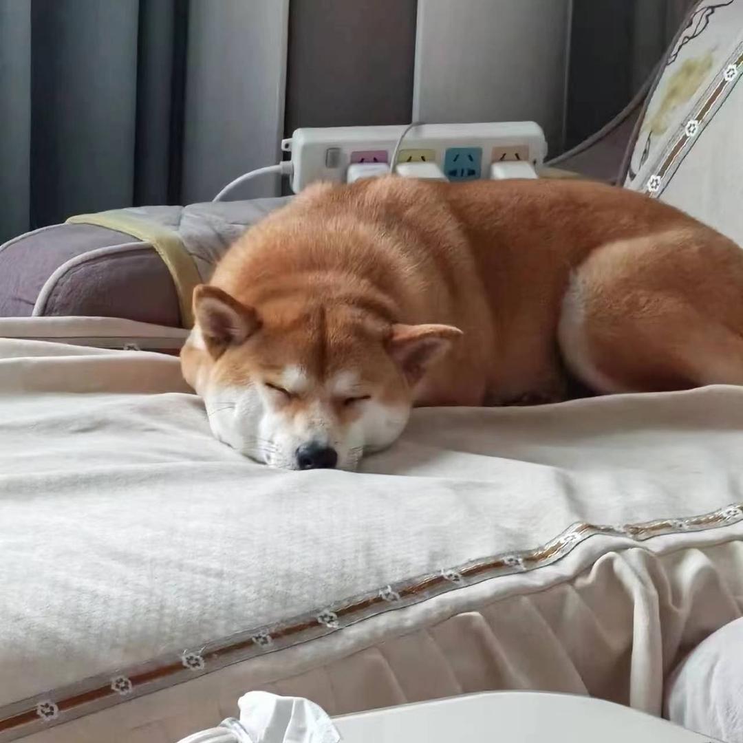 小柴皮皮