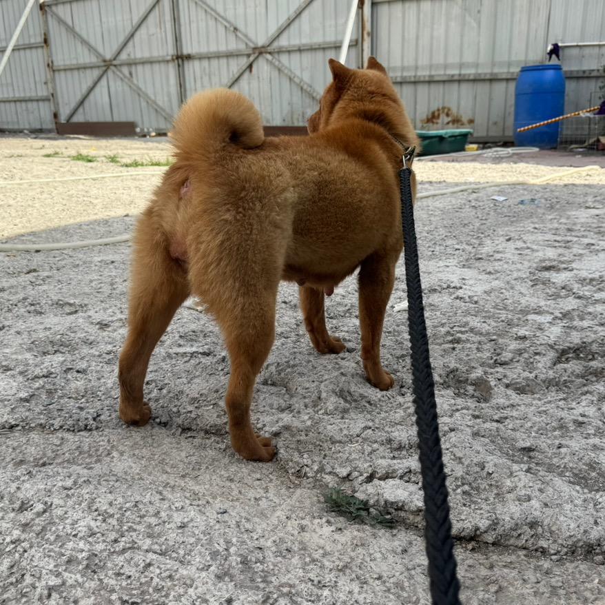 禹州中华田园犬