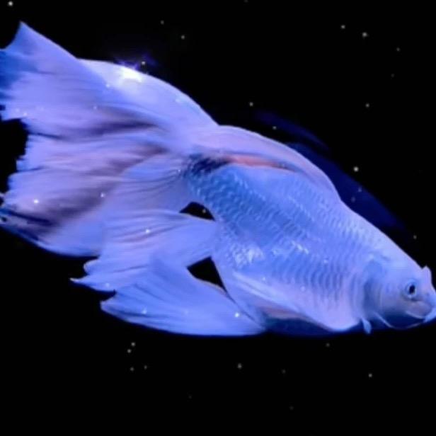 亮亮蝴蝶鲤养殖场