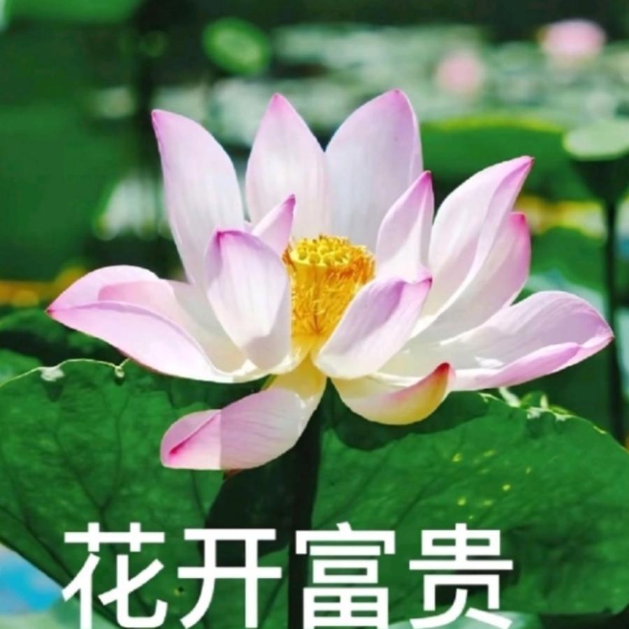 幸福一生