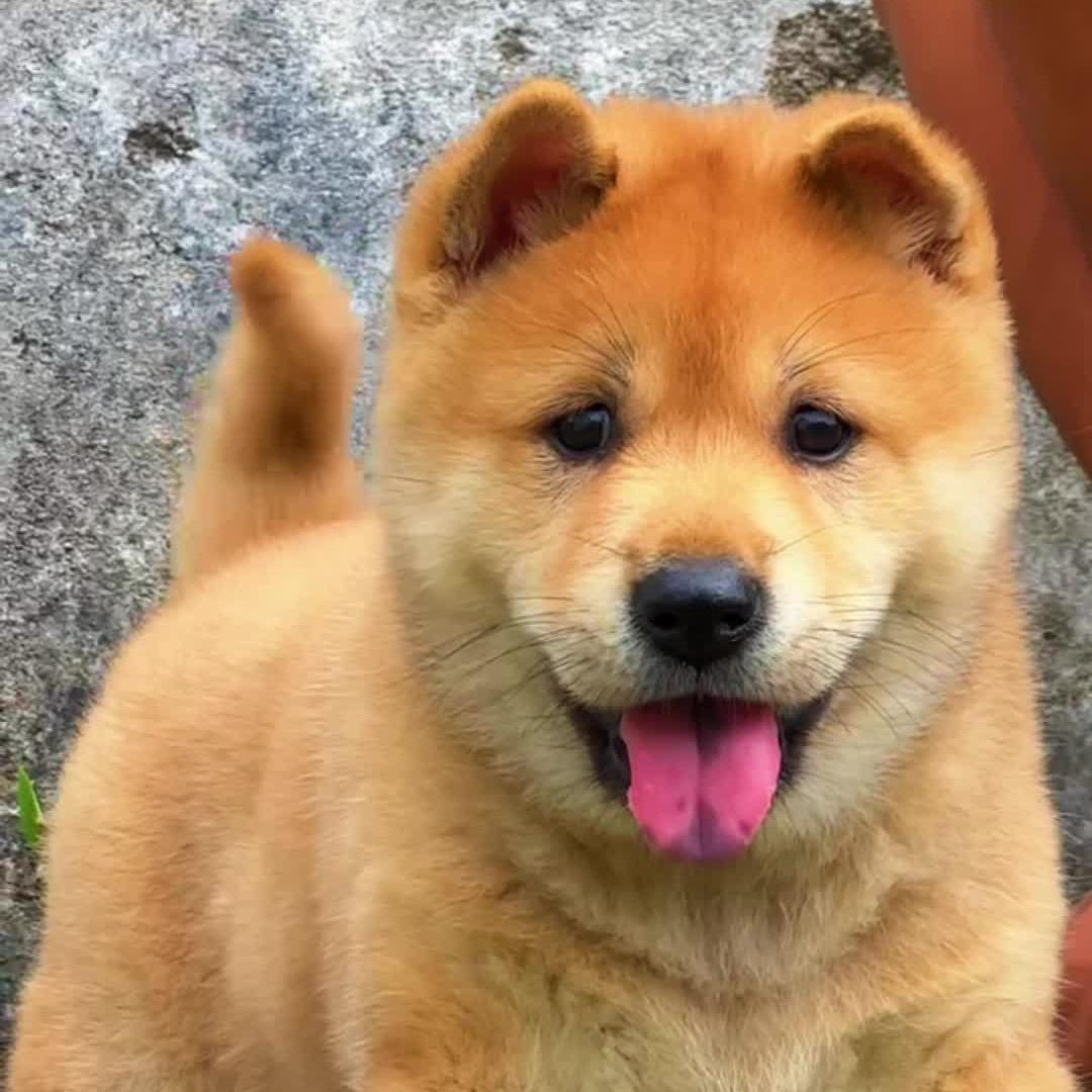 敏儿家的田园犬
