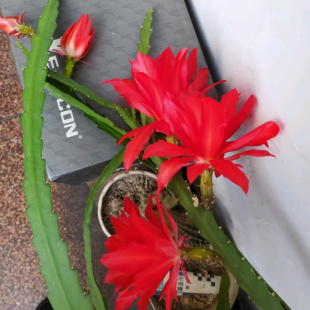 旭日阳光（早上9点10分）