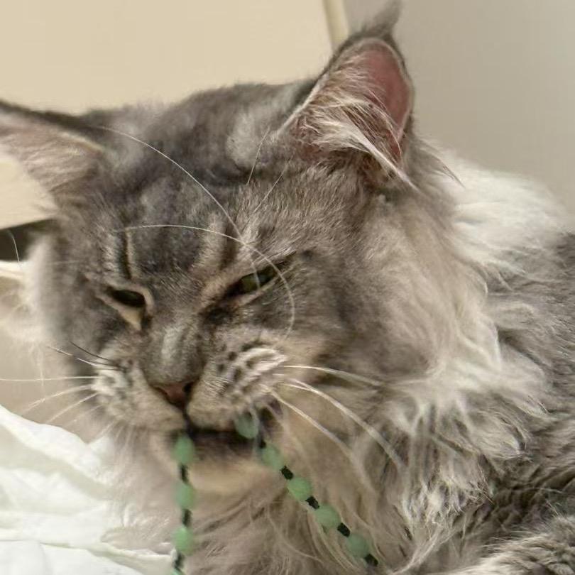 涛子育猫🐱