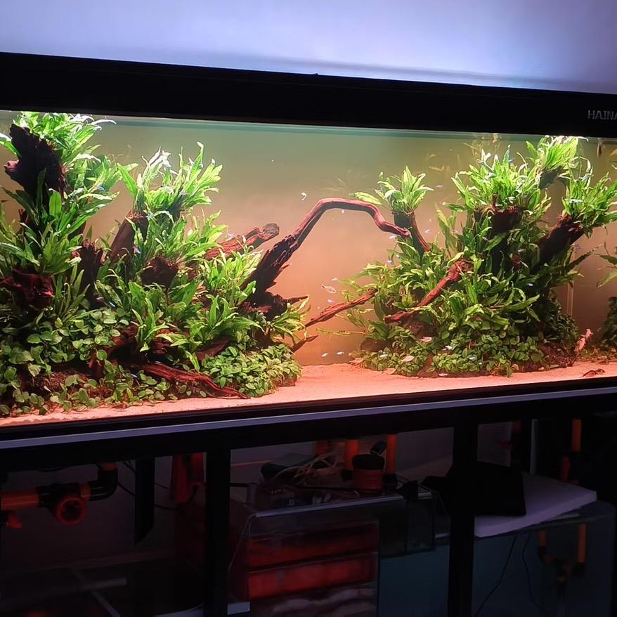玄墨水族造景