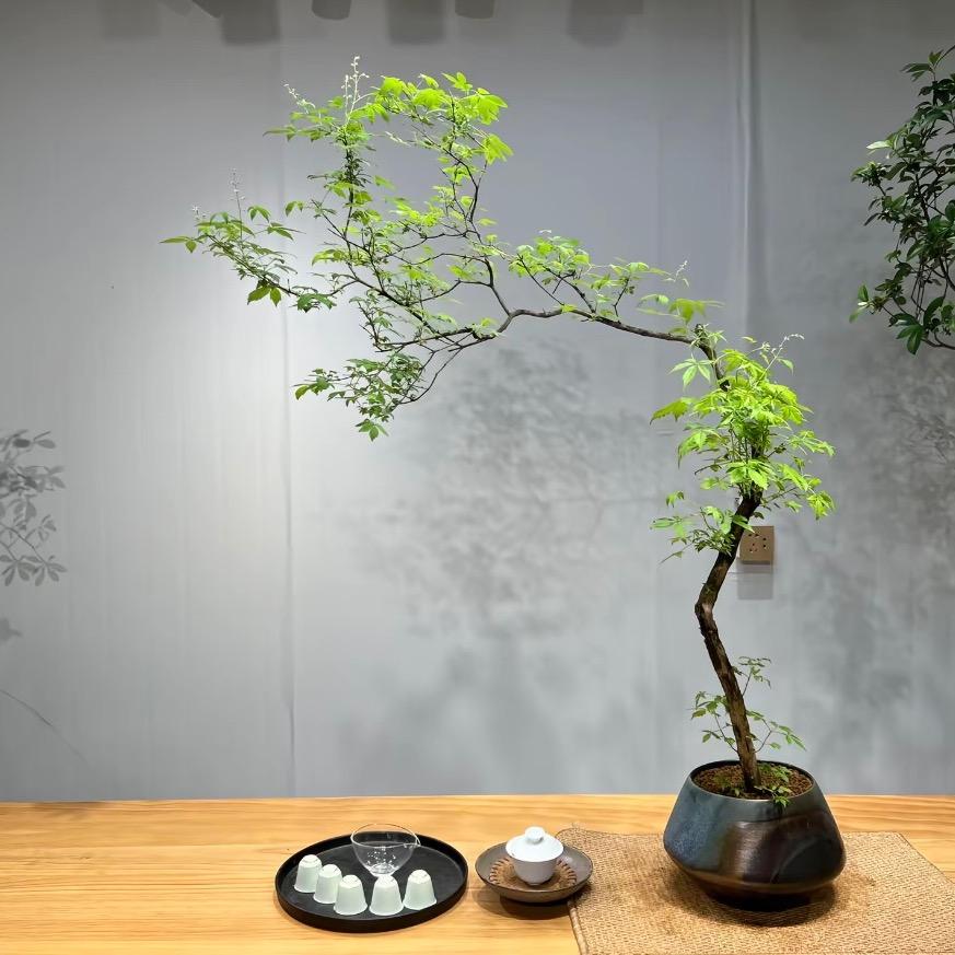 小叶崖荆盆景素材