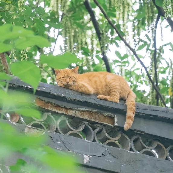 如果你是🐟那我就是🐱