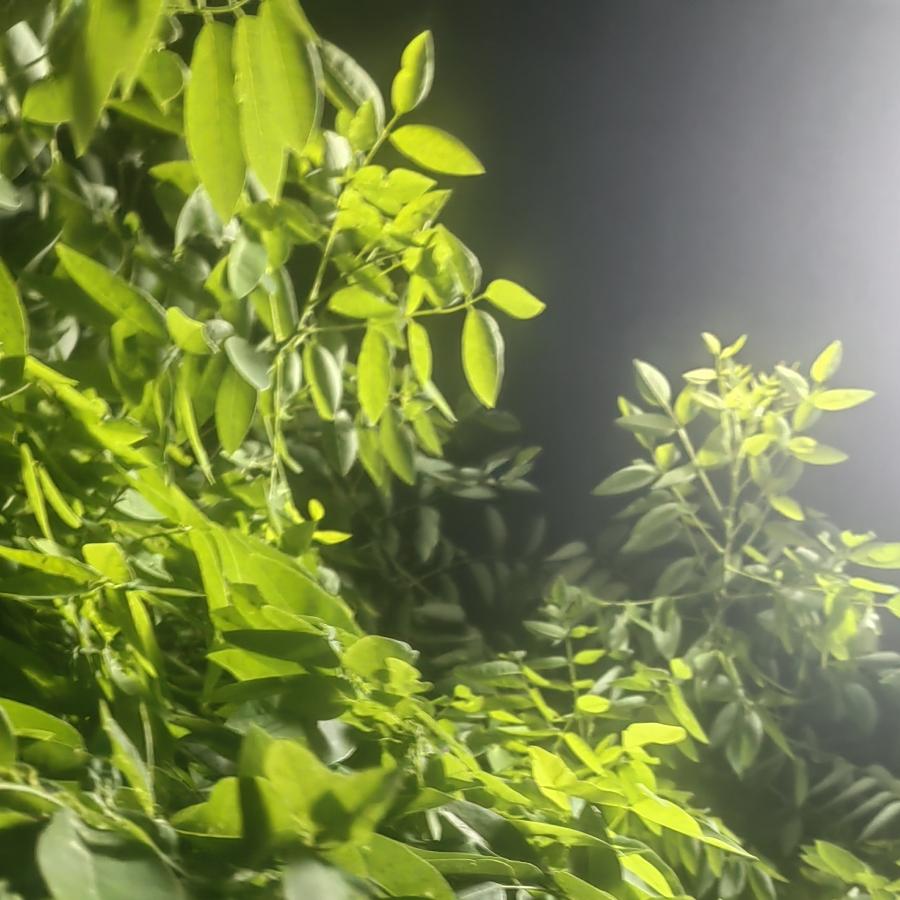 音乐与生活