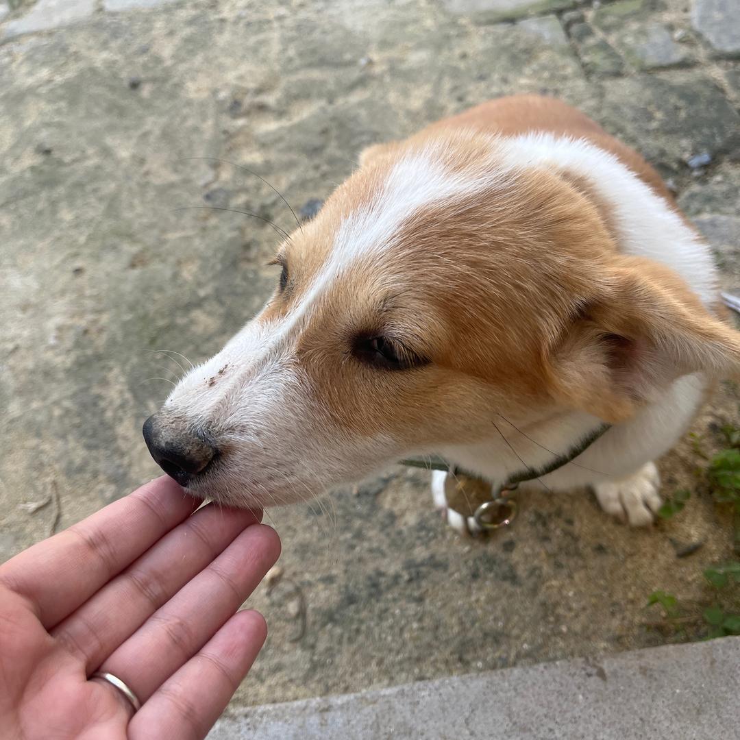 宠乐园宠物食品