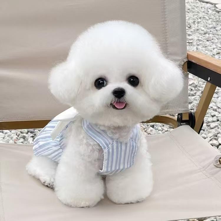大鹏家的韩系小比熊