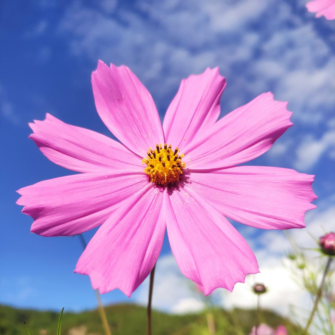 菁菁榴莲