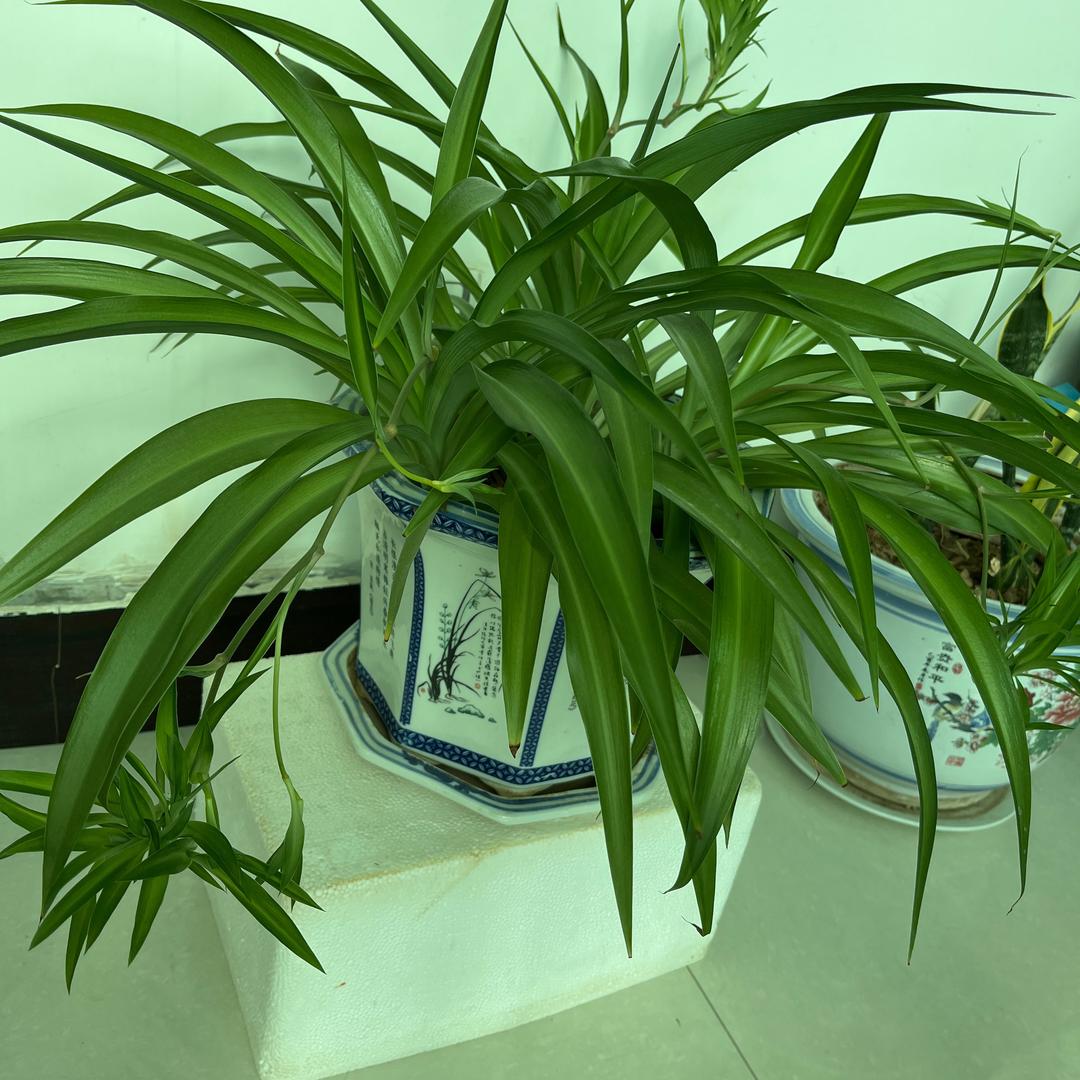 日尧