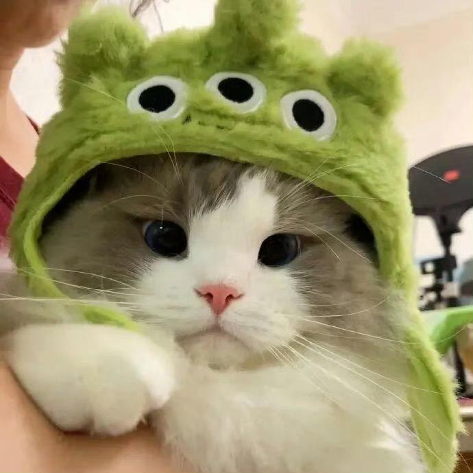 莫莫鱼