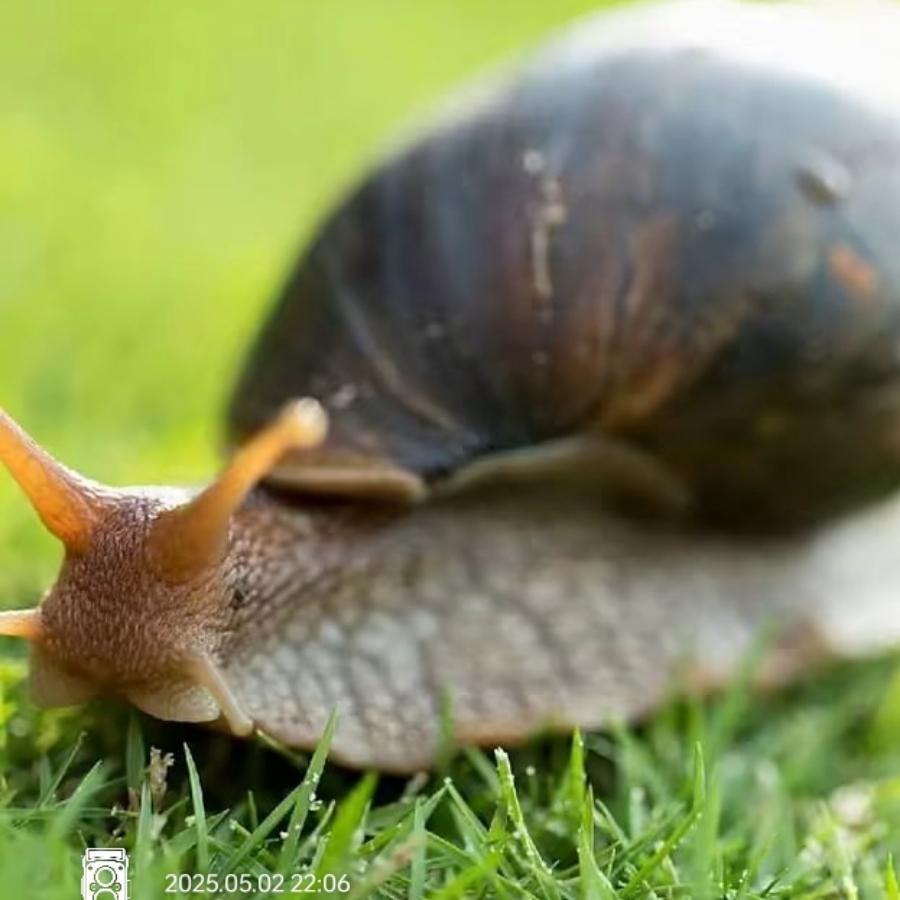 蜗牛🐌
