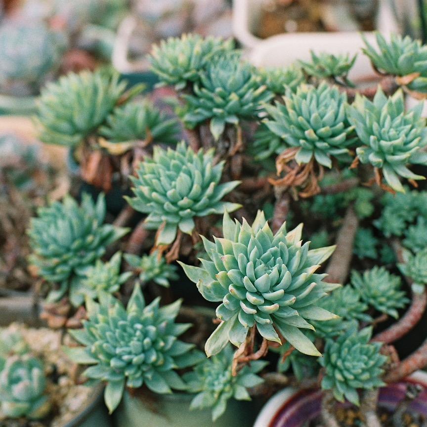 🥩🥩迷你肉🥩🥩