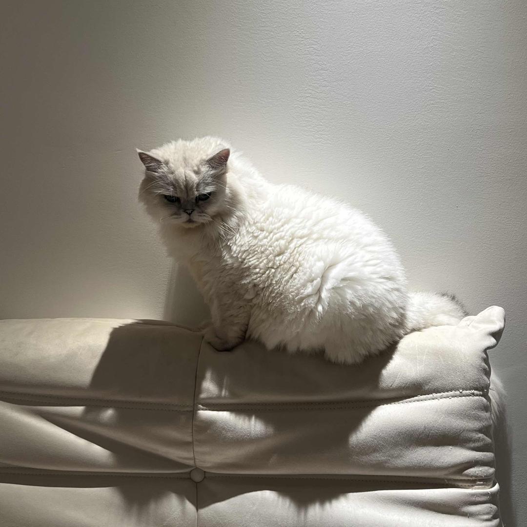 中州天才矫正器