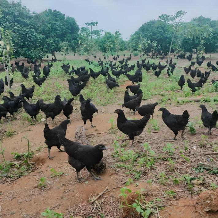 吉.中善科技有限公司