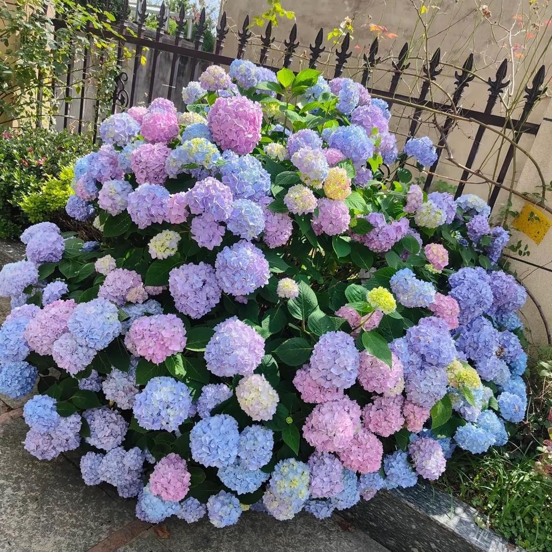 艺馨花园