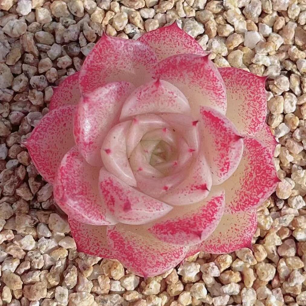 田园花房