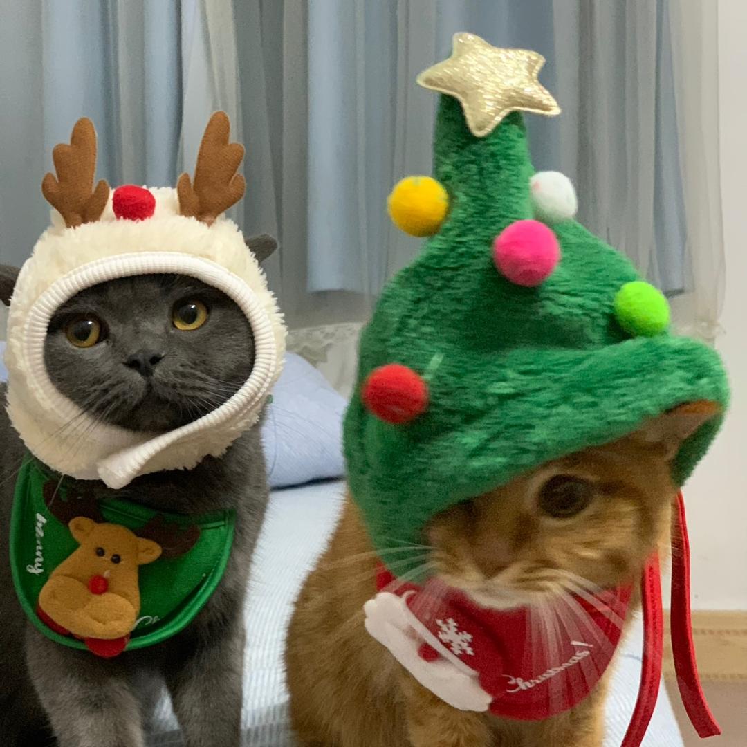 啊黄与啊彬🐱