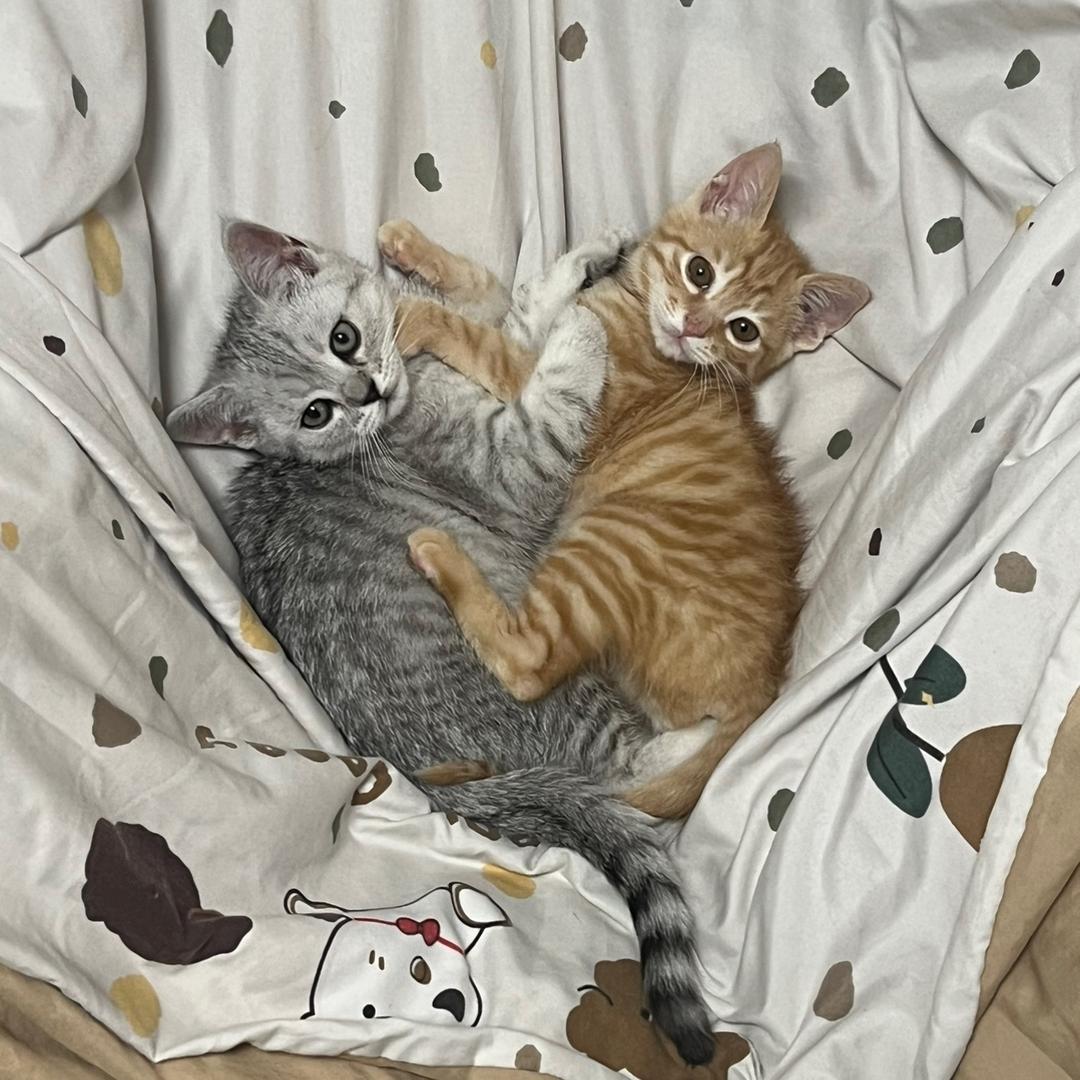 筱筱