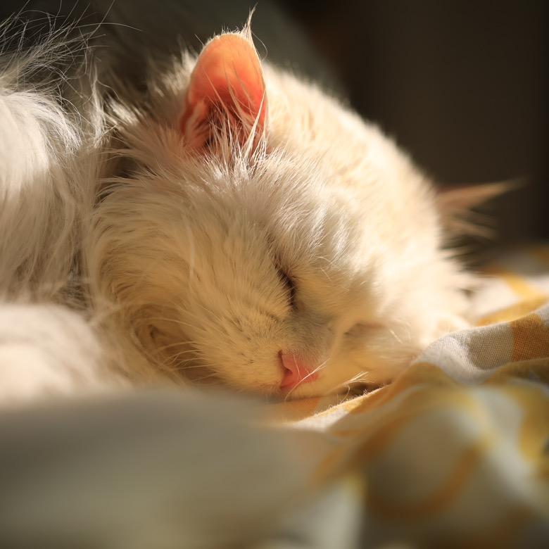 蛋咪小咪和小熊