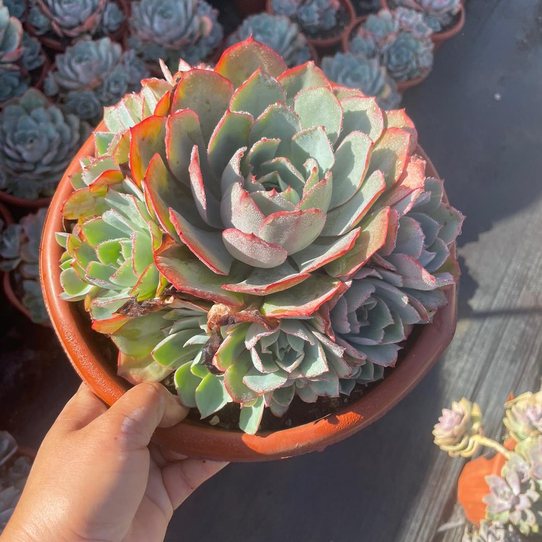 槿漫轩多肉植物园