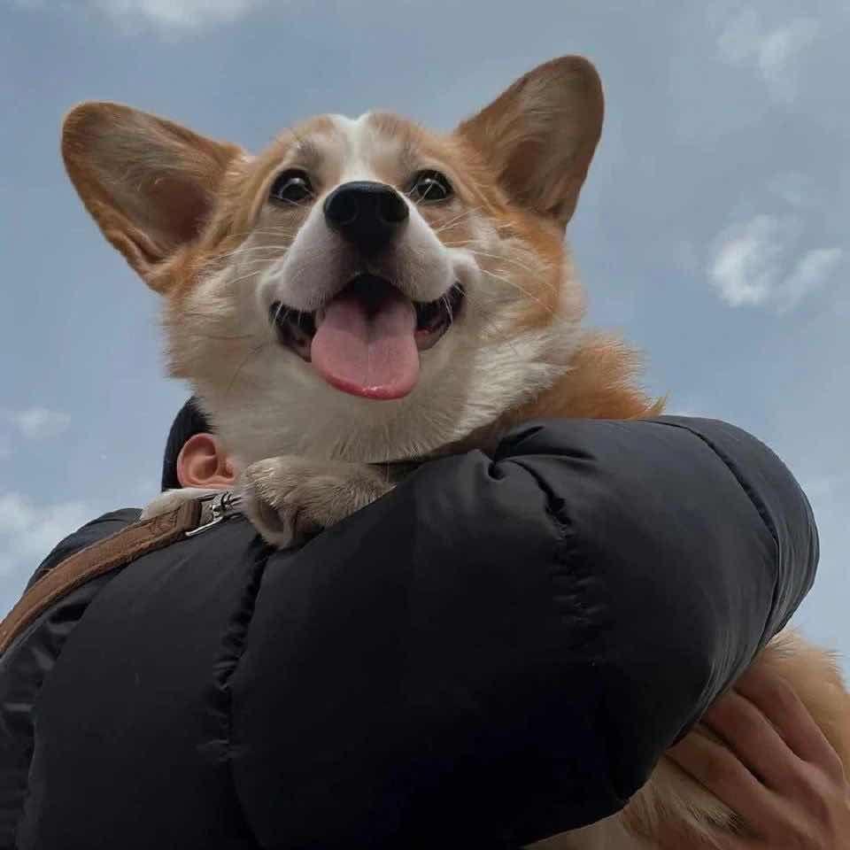 菠萝笨比