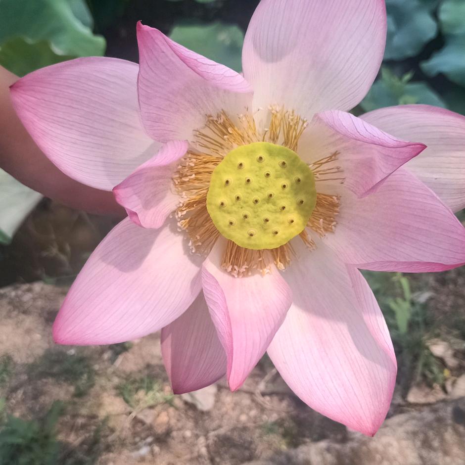 父爱则母静,母静则子安,