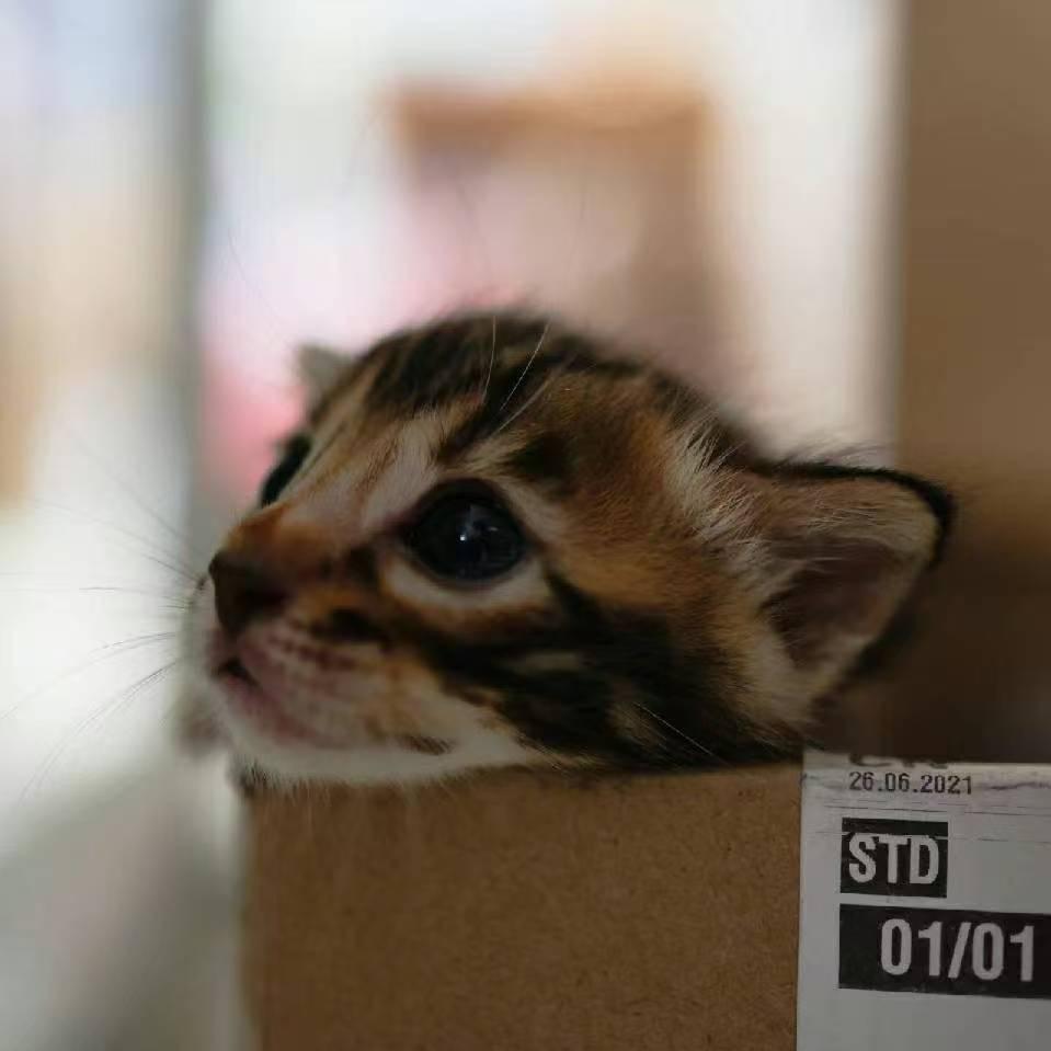 TOWILD野望孟加拉豹猫（直播号）