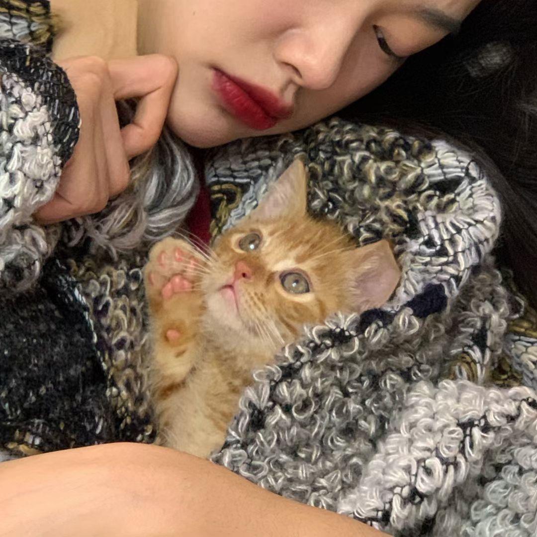严重酗猫的小满