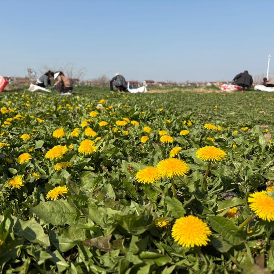 蒲公英就是婆婆丁