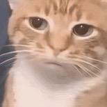 The most（三角洲跑刀）