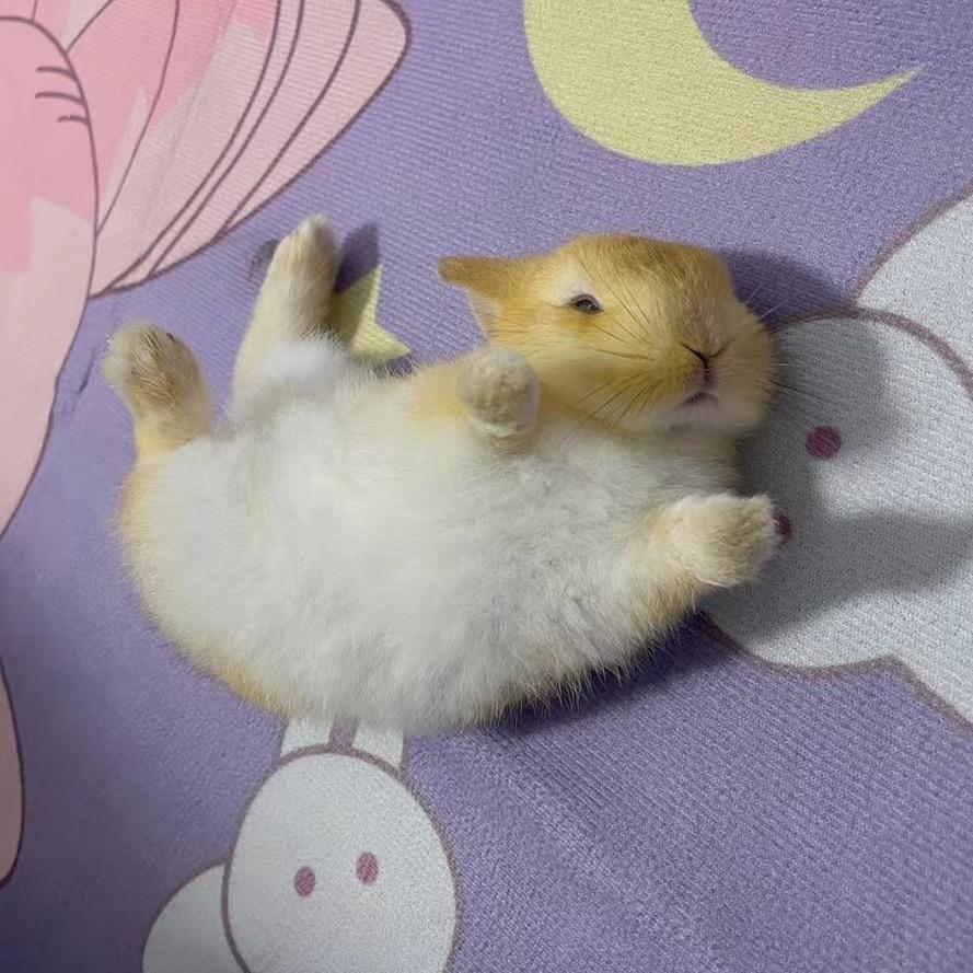 六福&猪宝是小兔叽🐰