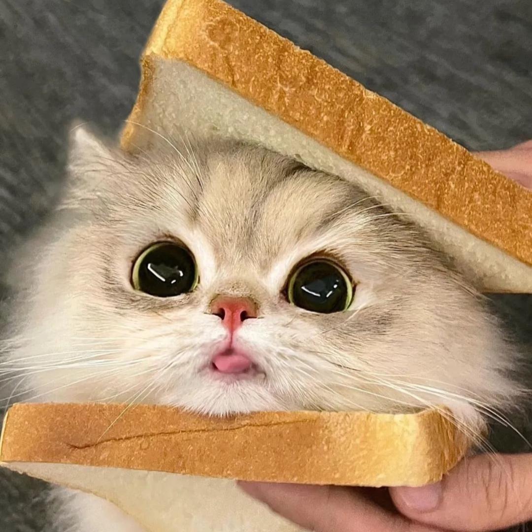 爱养猫的兮兮