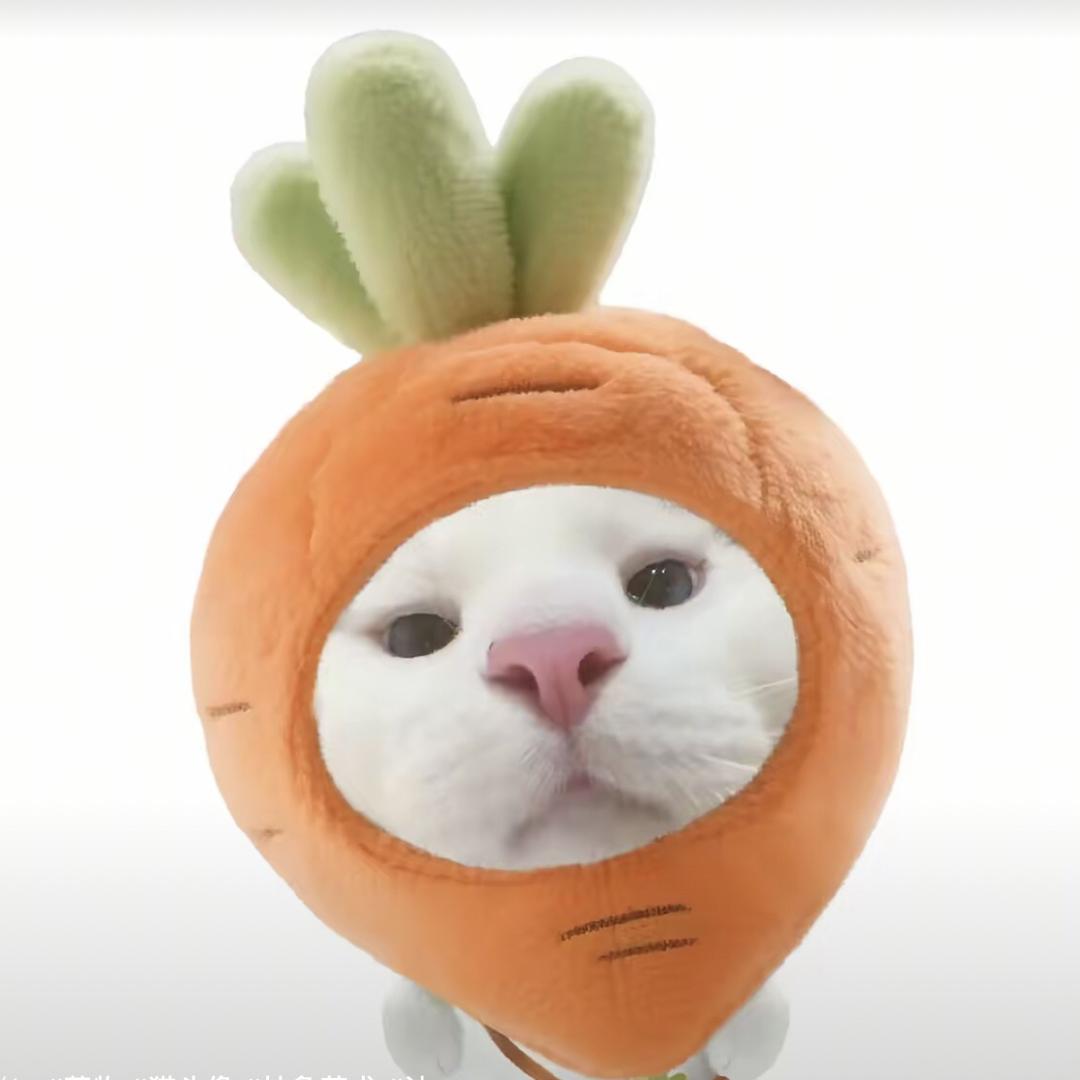 猎奇小猫🐈🤪🤪🤪