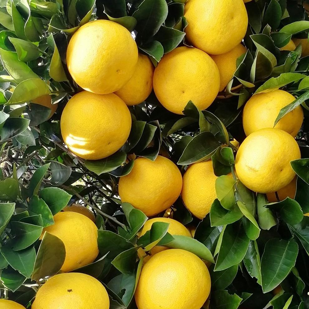 新干县王小华家庭农场