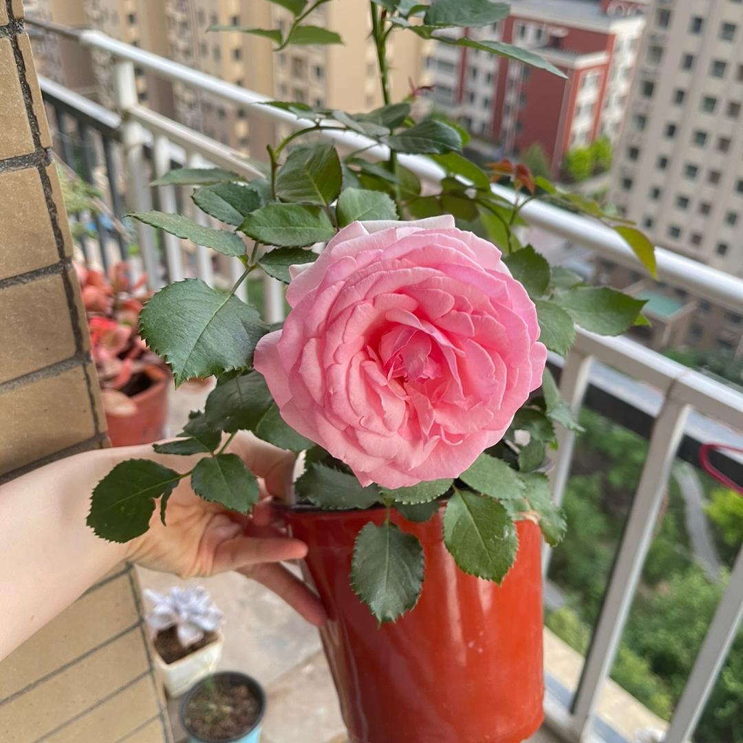 窗前明月花