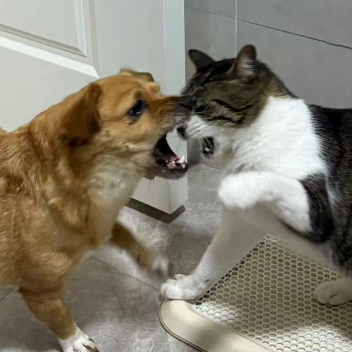 狗咪王健