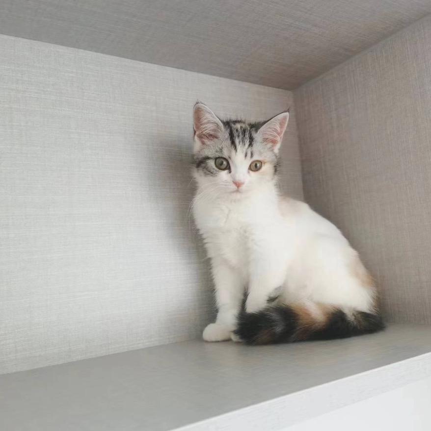 小A.