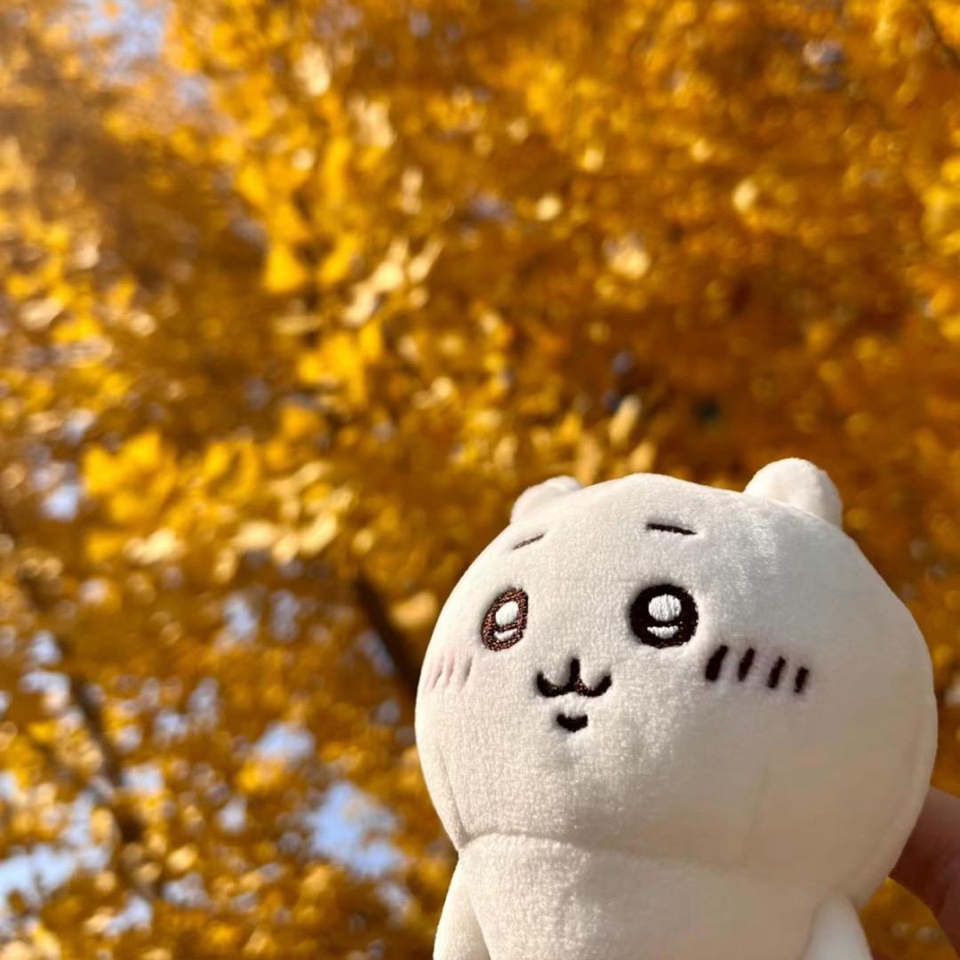 吉伊猫猫之探房日记