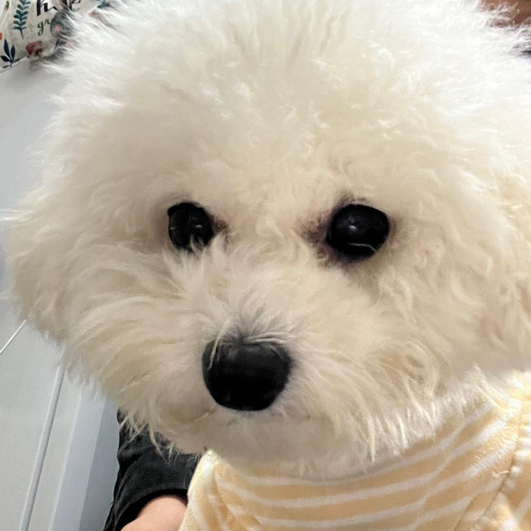 棉花糖的小比熊