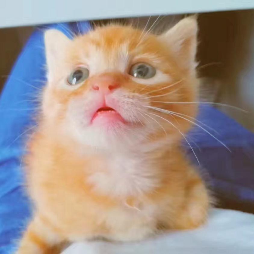 Neko奶扣