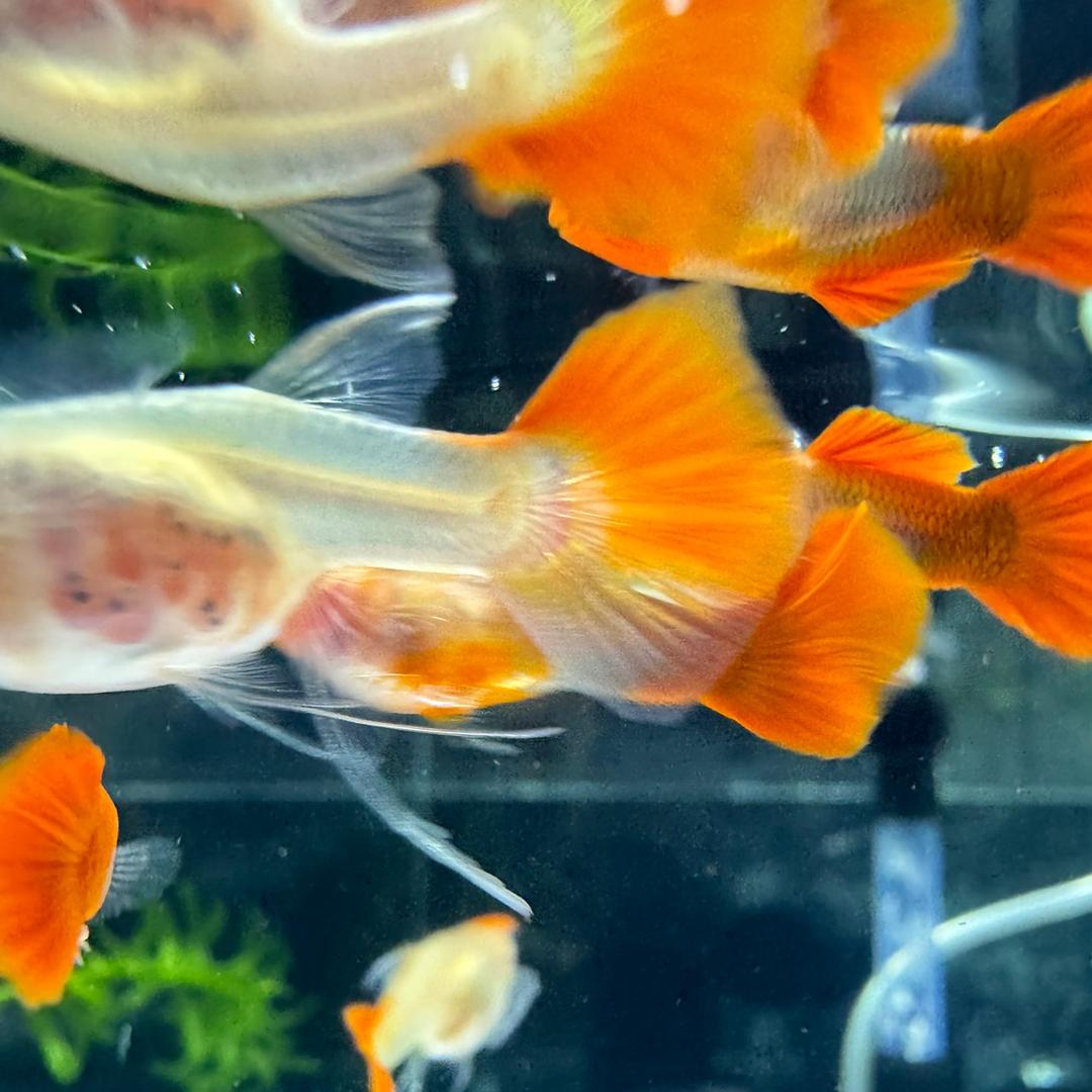 大菁的鱼世界