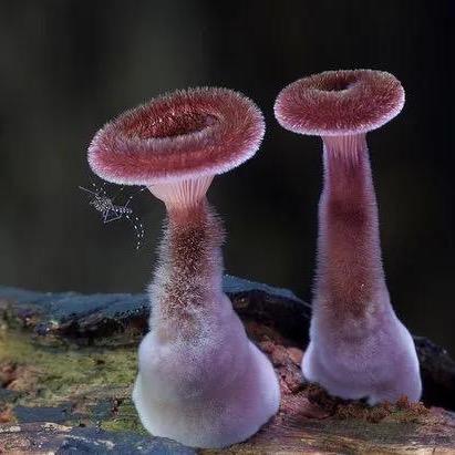 草木见深
