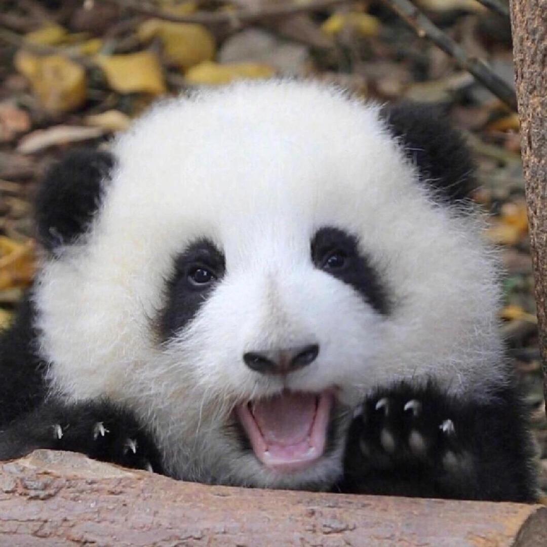 花花熊猫记🐼（收徒）