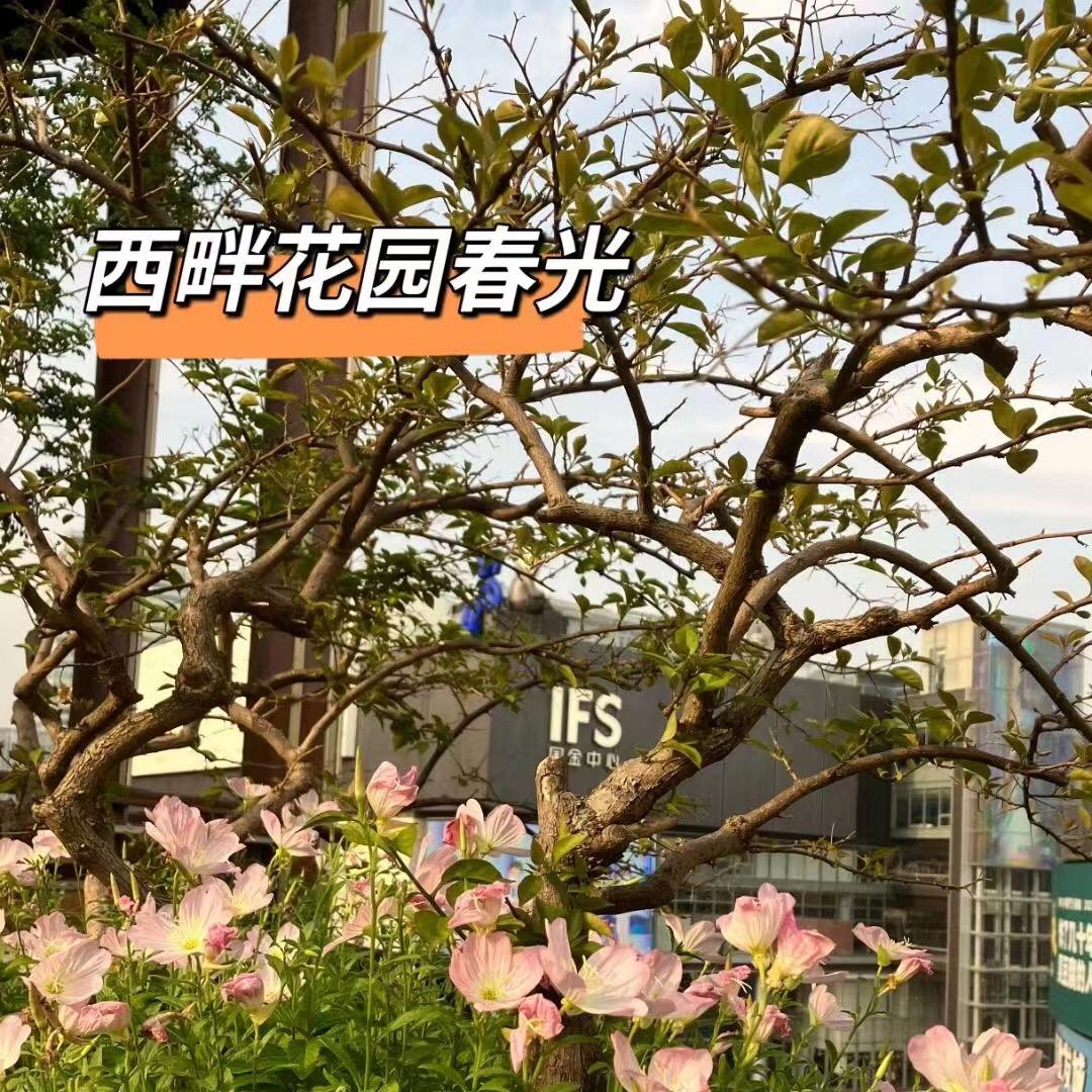西畔花园餐厅