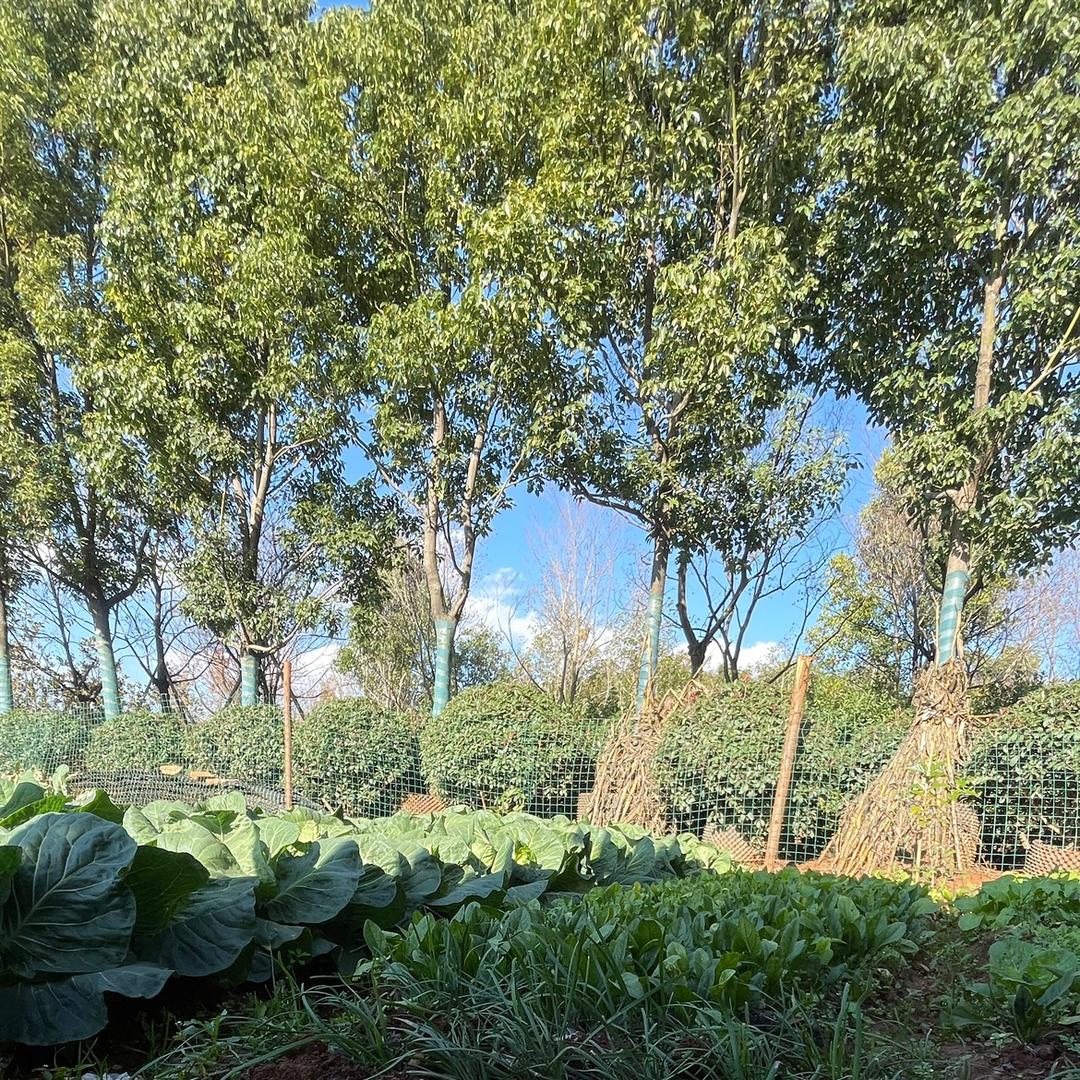 云南山货找小叶