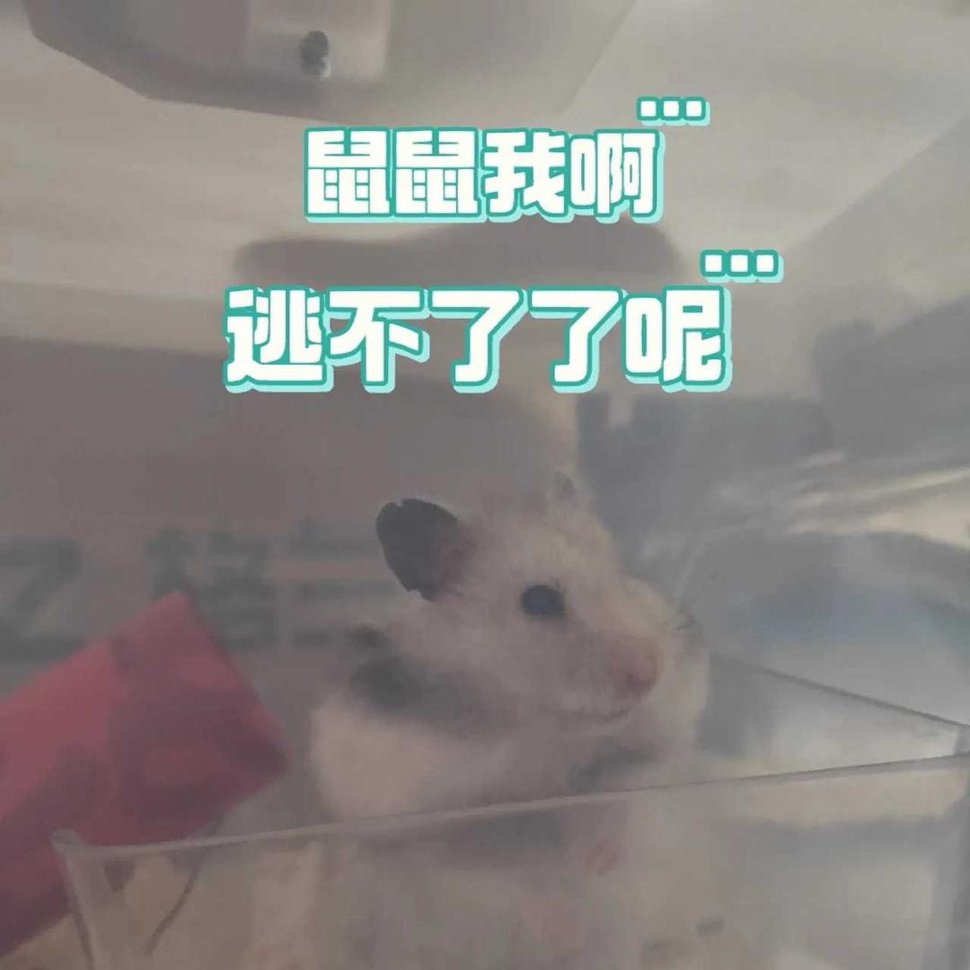 小毛蛋（三角洲行动）