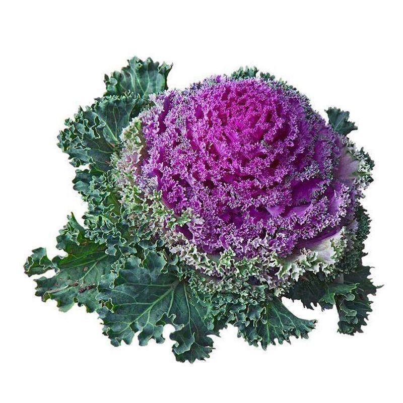 青青小菜种子经营部