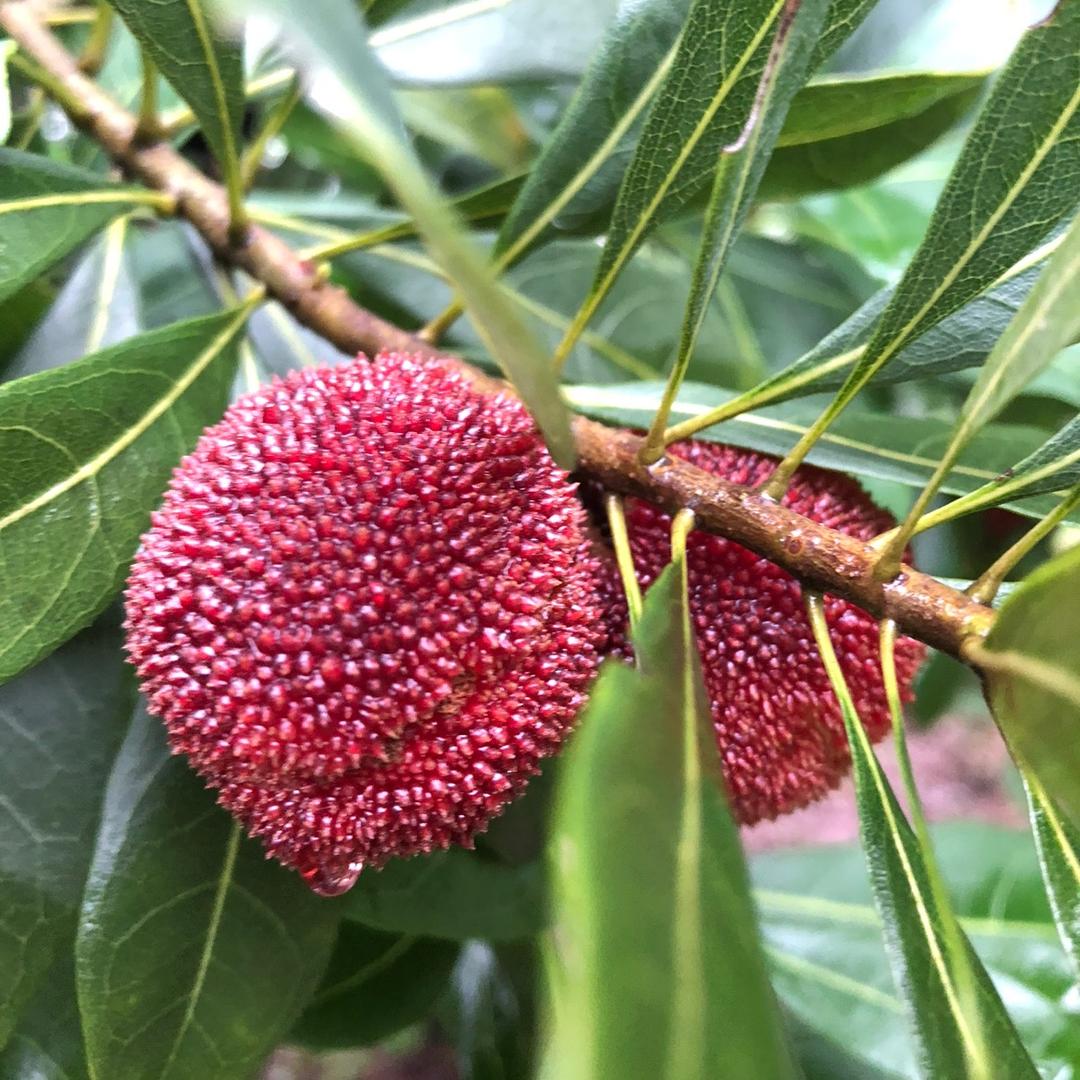 仙居县明花农场